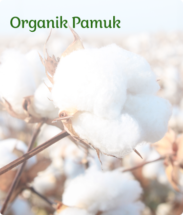 Organik Pamuk